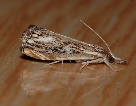 Catoptria verellus