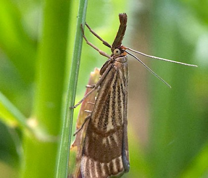 Adult &bull; Rosnay, Brenne, France &bull; &copy; Linda Reinecke