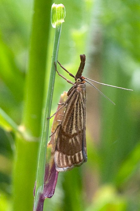 Chrysocrambus linetella