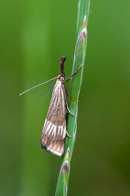 Chrysocrambus linetella