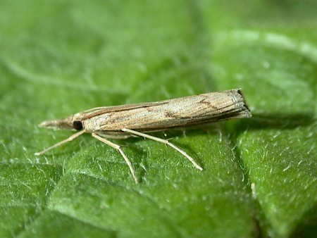 Pediasia contaminella