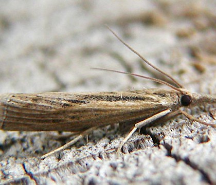 Adult &bull; Burnham-on-sea, Somerset. July &bull; &copy; Andy Slade
