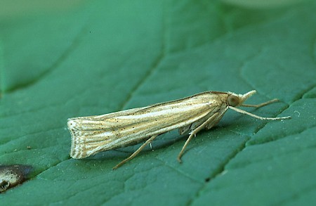 Ancylolomia tentaculella