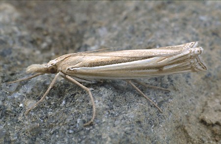 Ancylolomia tentaculella