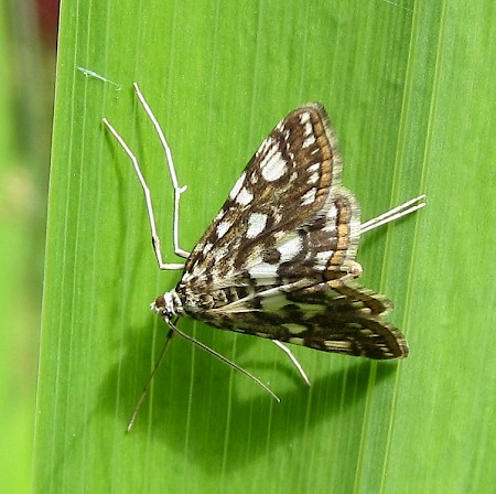 Brown China-mark Elophila nymphaeata