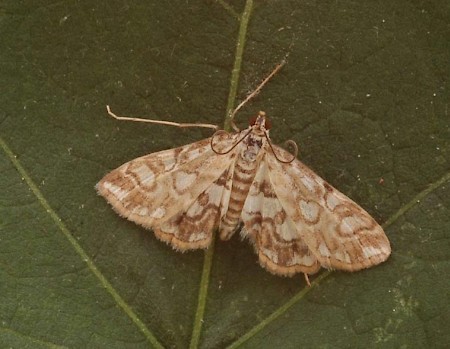 Brown China-mark Elophila nymphaeata