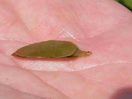 Brown China-mark Elophila nymphaeata