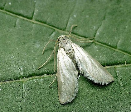 Adult &bull; Sandy, Bedfordshire &bull; &copy; Charles Baker