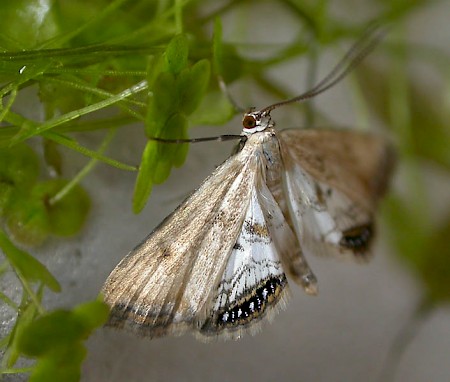 Small China-mark Cataclysta lemnata