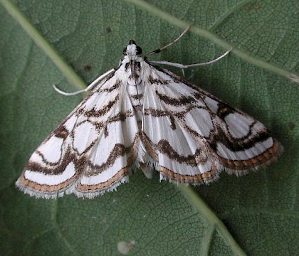 Adult &bull; Littleborough, Lancashire &bull; &copy; Ian Kimber