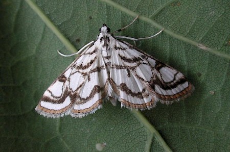 Beautiful China-mark Nymphula nitidulata