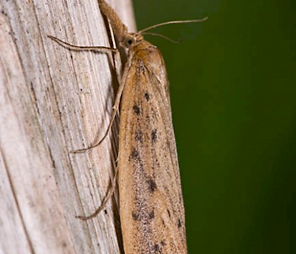 Adult &bull; &copy; Andy Darrington