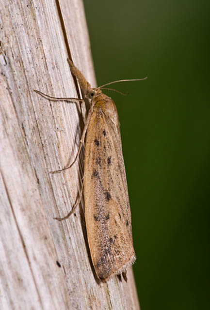 Schoenobius gigantella