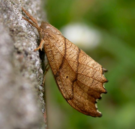 Scalloped Hook-tip Falcaria lacertinaria