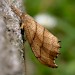 Adult • Astley Moss, Cheshire • © Ben Smart