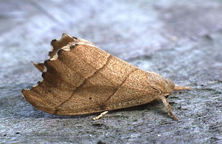 Scalloped Hook-tip Falcaria lacertinaria