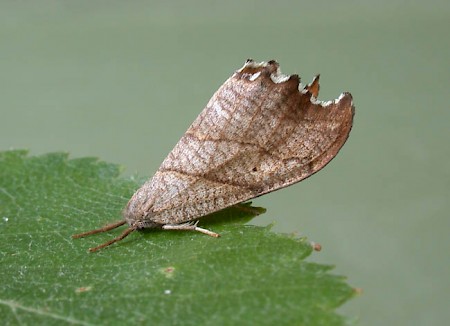 Scalloped Hook-tip Falcaria lacertinaria