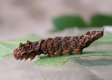 Scalloped Hook-tip Falcaria lacertinaria