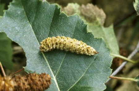 Scalloped Hook-tip Falcaria lacertinaria