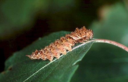 Scalloped Hook-tip Falcaria lacertinaria