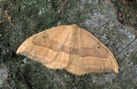 Barred Hook-tip Watsonalla cultraria