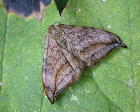 Dusky Hook-tip Drepana curvatula