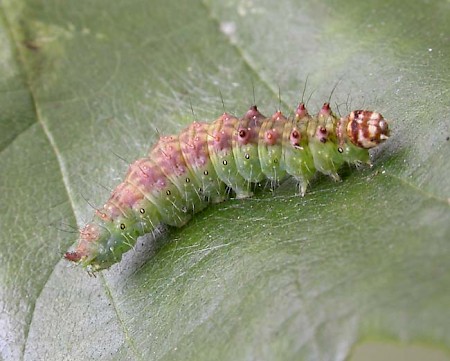 Dusky Hook-tip Drepana curvatula