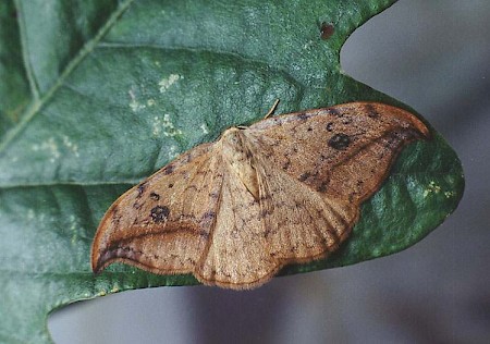 Pebble Hook-tip Drepana falcataria