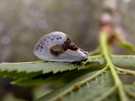 Chinese Character Cilix glaucata