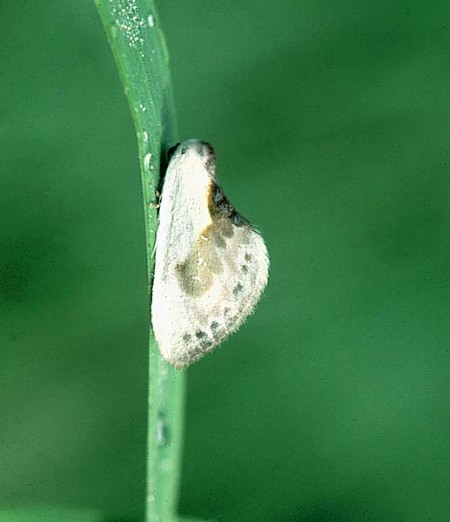 Chinese Character Cilix glaucata