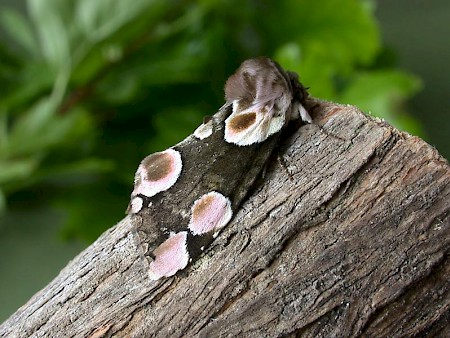 Peach Blossom Thyatira batis