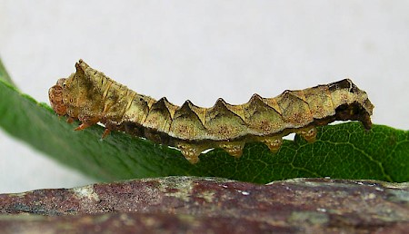 Peach Blossom Thyatira batis