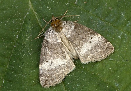 Common Lutestring Ochropacha duplaris