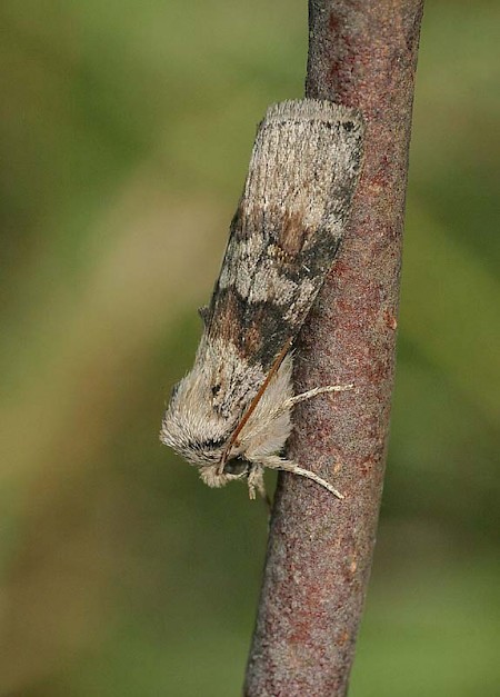 Oak Lutestring Cymatophorina diluta