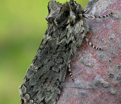 Adult &bull; Eye, Suffolk &bull; &copy; Paul Kitchener