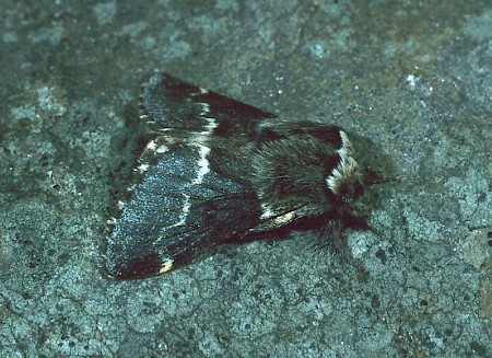 December Moth Poecilocampa populi