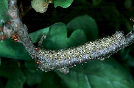 December Moth Poecilocampa populi