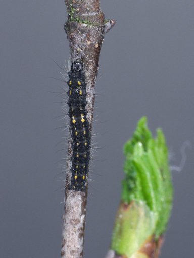 December Moth Poecilocampa populi