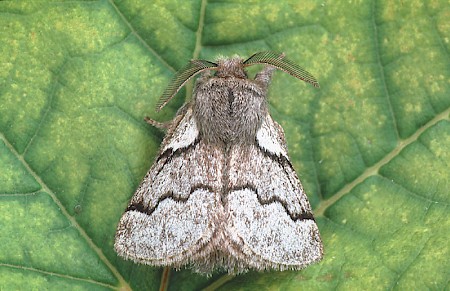 Pale Eggar Trichiura crataegi