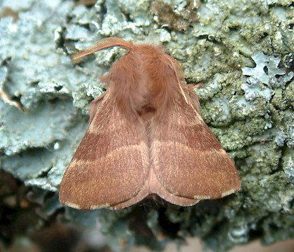 Malacosoma neustria