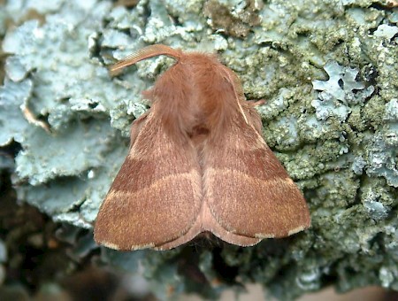 The Lackey Malacosoma neustria