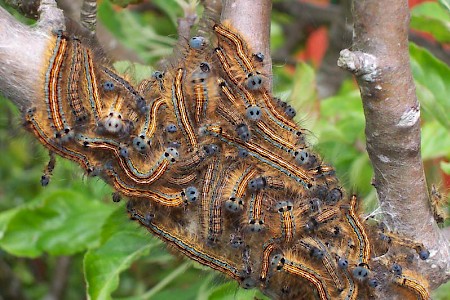 The Lackey Malacosoma neustria