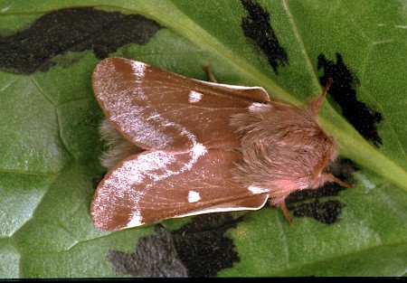 Small Eggar Eriogaster lanestris