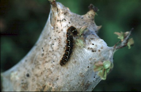 Small Eggar Eriogaster lanestris