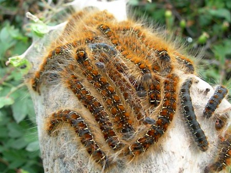 Small Eggar Eriogaster lanestris