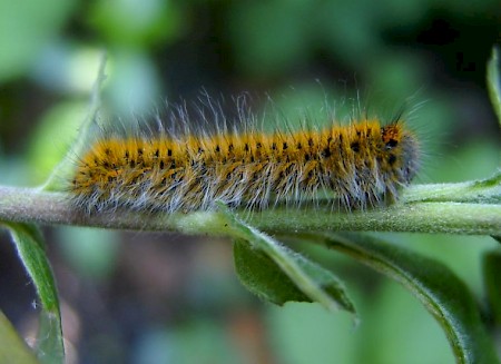 Grass Eggar Lasiocampa trifolii