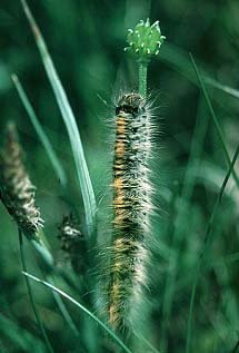 Grass Eggar Lasiocampa trifolii