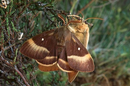 Oak Eggar Lasiocampa quercus