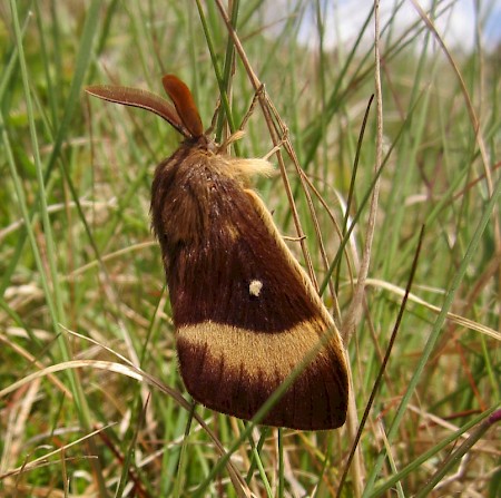 Oak Eggar Lasiocampa quercus