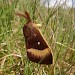 Male, f. callunae • East Ross, Scotland • © Nigel Richards